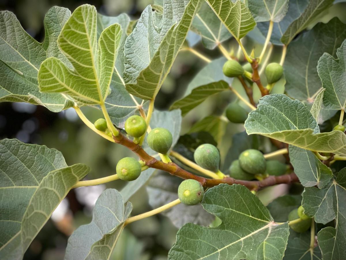 דירות לאוסה Quinta Do Areal מראה חיצוני תמונה