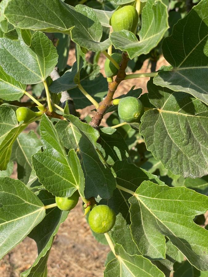 דירות לאוסה Quinta Do Areal מראה חיצוני תמונה
